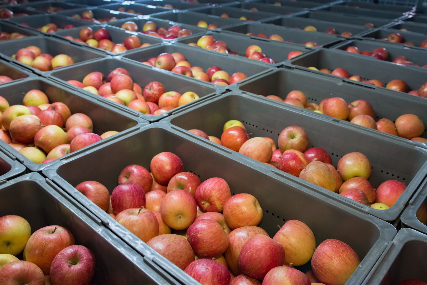 Przechowywanie żywności – jakie normy muszą spełniać opakowania i&nbsp;pojemniki na żywność?