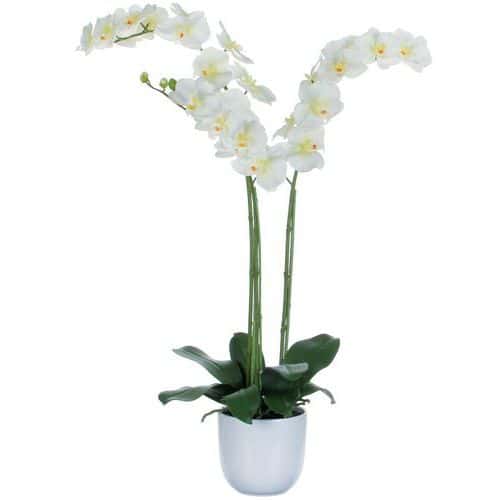 Storczyk Phalaenopsis 100 cm – Vepabins