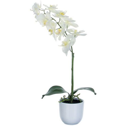 Storczyk Phalaenopsis 60 cm – Vepabins