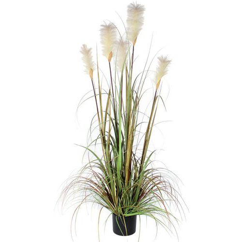 Wyczyniec 150 cm – Vepabins - Roślina wyczyniec zielona wysokość 150 cm 0