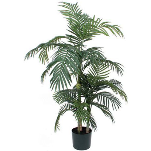 Palma Areka Areca Golden Cane 150 – 190 cm – Vepabins - Roślina palma Areka zielona wysokość 150 cm