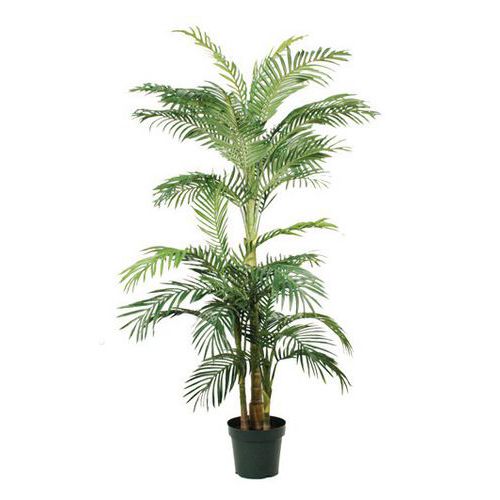 Palma Areka Areca Golden Cane 150 – 190 cm – Vepabins - Roślina palma Areka zielona wysokość 190 cm