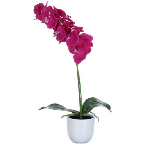 Storczyk Phalaenopsis 60 cm – Vepabins - Roślina Falenopsis zielono-fioletowa wysokość 60 cm